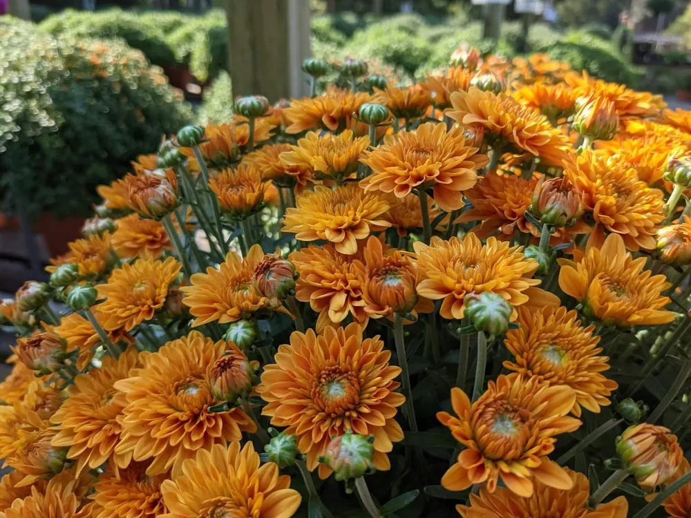 Custom yard cleanup service experts serving Rockville, VA - Cross Creek