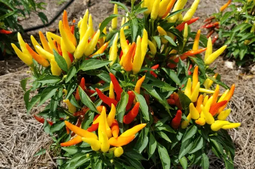 Expert yard cleanup service for outdoor upgrades in Rockville, VA by Cross Creek