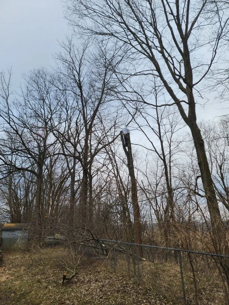 Trusted yard cleanup service in Lewisville, IN - Cross Cut Tree Services and Landscaping