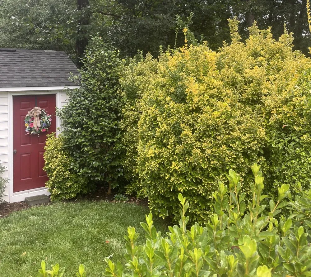 Affordable yard maintenance in Aylett, VA - Cross Cuts Lawn Care