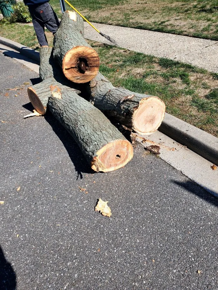 Top-rated yard maintenance experts serving Freeport, NY - Cross Island Tree & Land