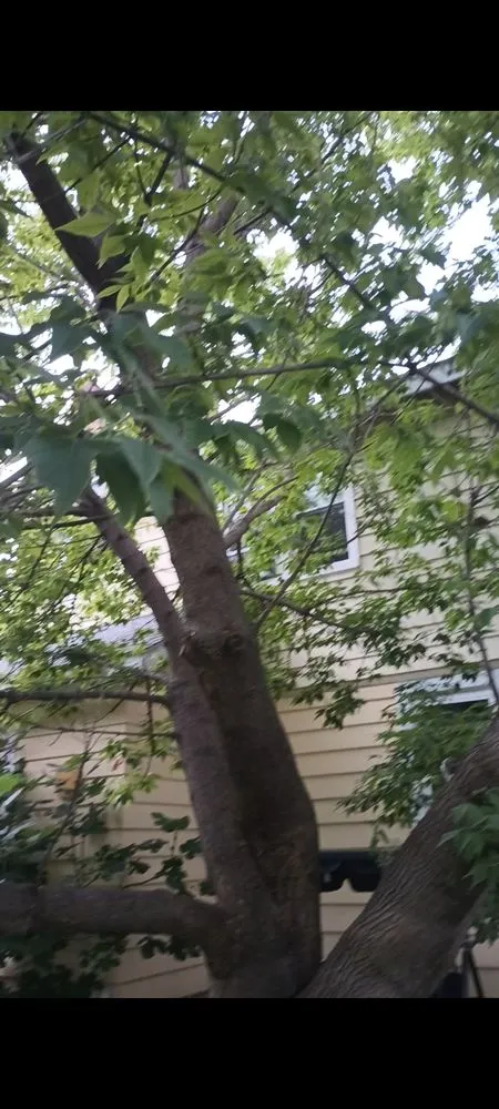 Top-rated landscape design for beautiful yards across Freeport, NY - Cross Island Tree & Land