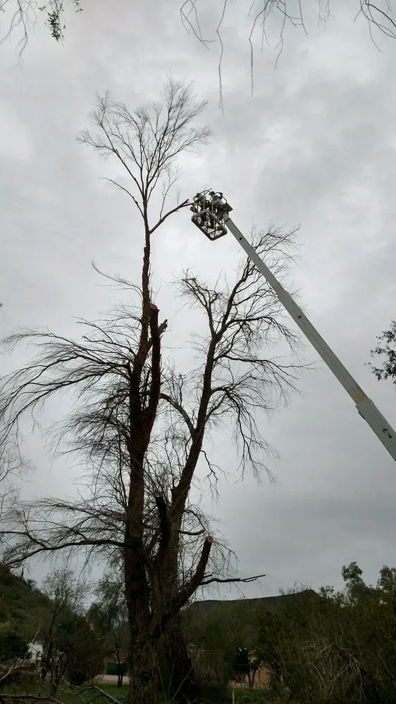 Reliable lawn care service in Black Canyon City, AZ by Cross The River