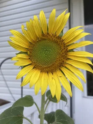 Cross Trail Landscape & Lawn Maintenance Logo