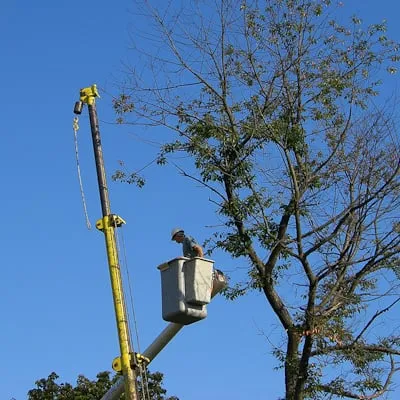 Expert garden landscaping in Paradise, CA - Crossfire Tree & Vegetation Services