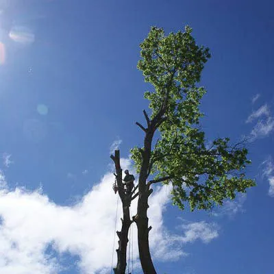 Professional landscape design for year-round maintenance across Paradise, CA - Crossfire Tree & Vegetation Services