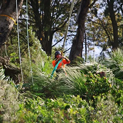 Reliable landscaping services in Paradise, CA by Crossfire Tree & Vegetation Services