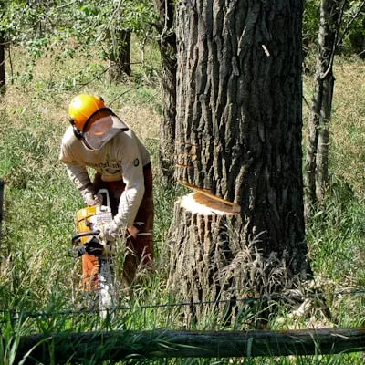 Reliable garden landscaping in Paradise, CA - Crossfire Tree & Vegetation Services