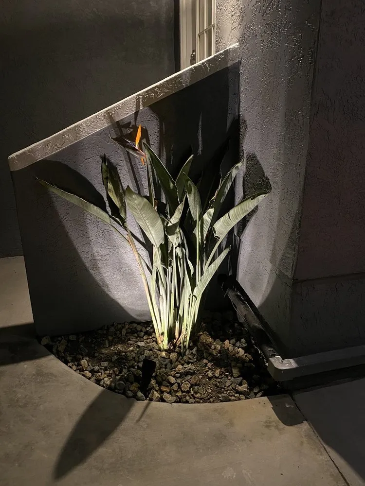 Custom lawn mowing service near you in Santee, CA by Crossman Landscape