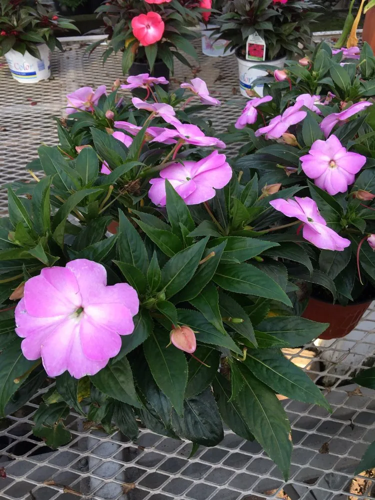 Trusted yard cleanup service for outdoor upgrades across Monmouth Junction, NJ - Crossroads Nursery