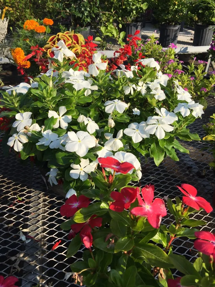 Local lawn mowing service for year-round maintenance in Monmouth Junction, NJ by Crossroads Nursery