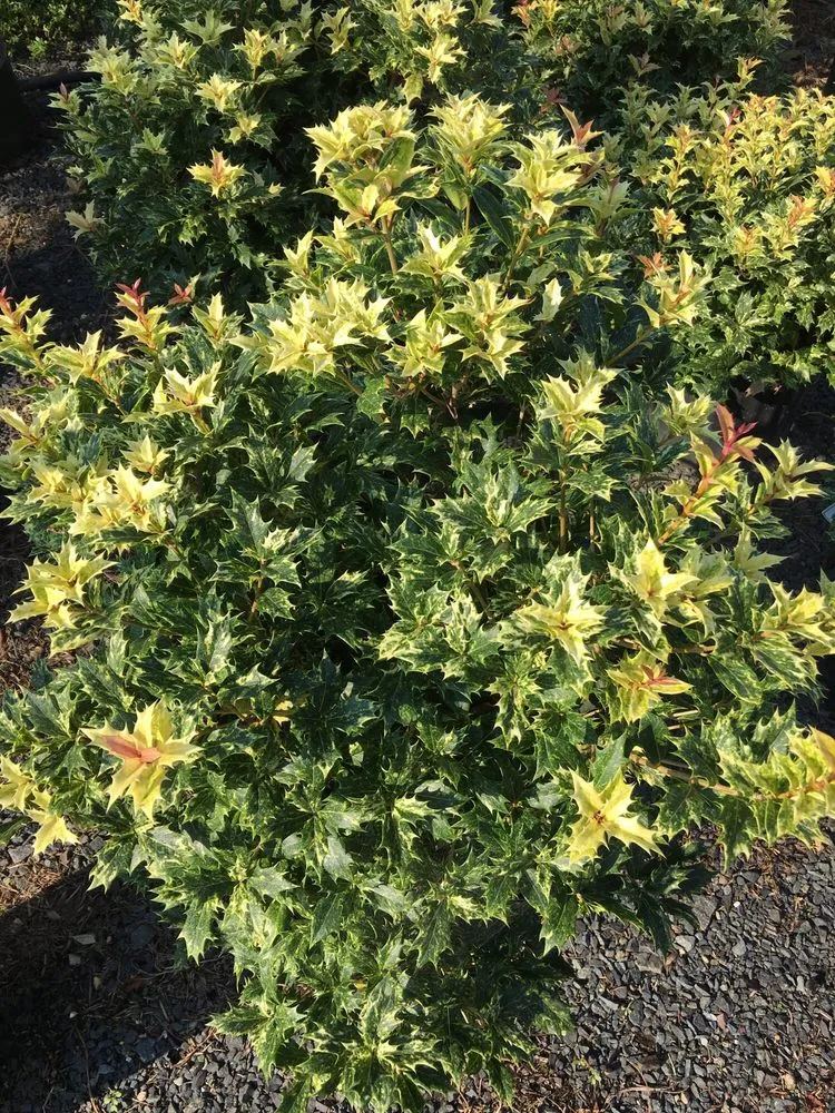 Top-rated garden landscaping for homes across Monmouth Junction, NJ - Crossroads Nursery