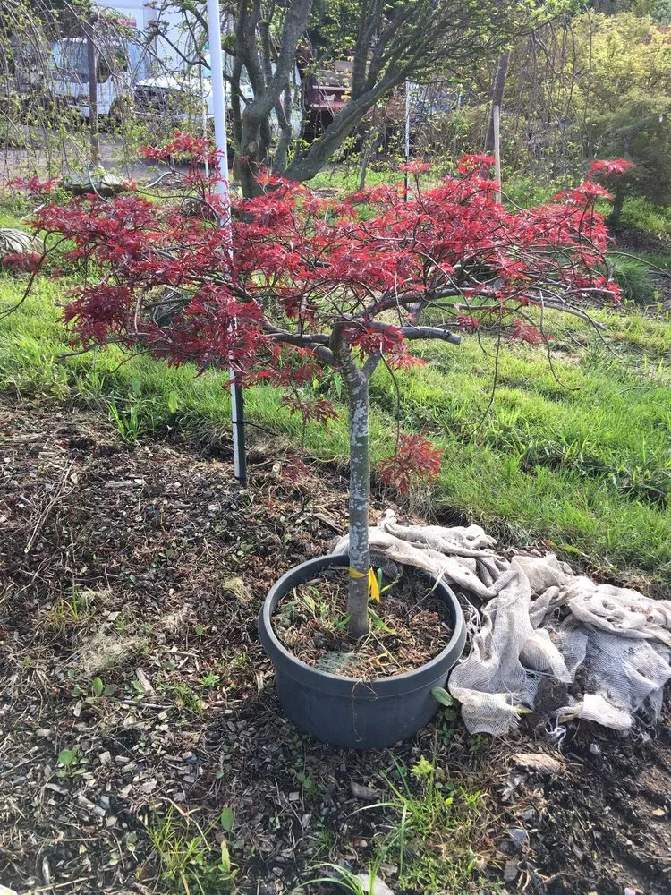 Expert lawn mowing service for beautiful yards in Monmouth Junction, NJ by Crossroads Nursery