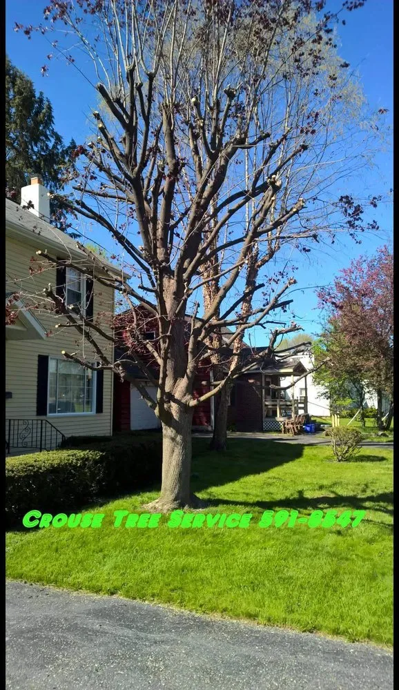 Top-rated yard cleanup service in Pulaski, NY by Crouse Tree Service