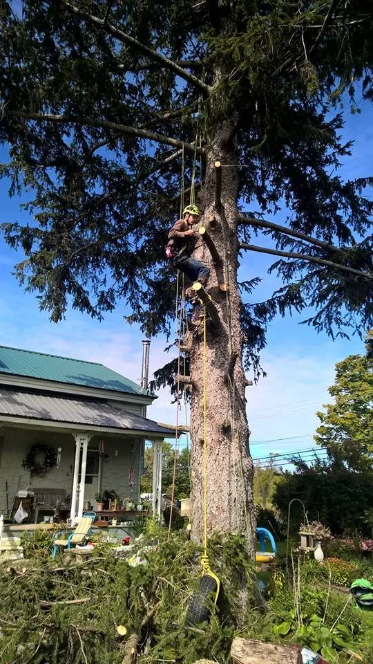 Expert yard cleanup service experts serving Pulaski, NY - Crouse Tree Service