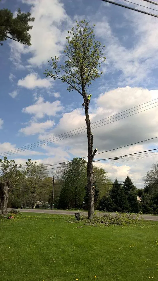 Trusted lawn care service in Pulaski, NY - Crouse Tree Service