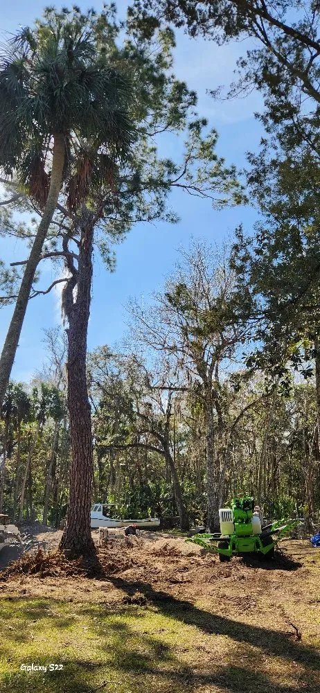 Top-rated yard cleanup service experts serving Lecanto, FL - Crowes Nest Land Management