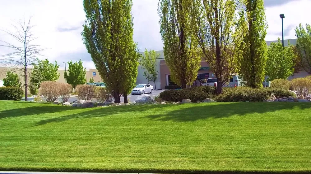 Top-rated residential landscaping in Sparks, NV - Crown Landscape and Pest Control