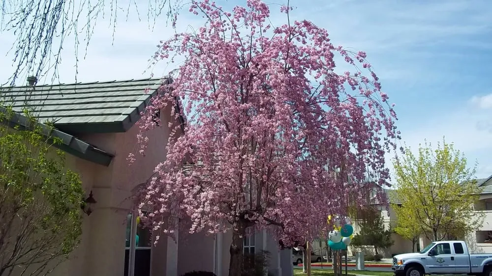 Top-rated landscaping services in Sparks, NV - Crown Landscape and Pest Control