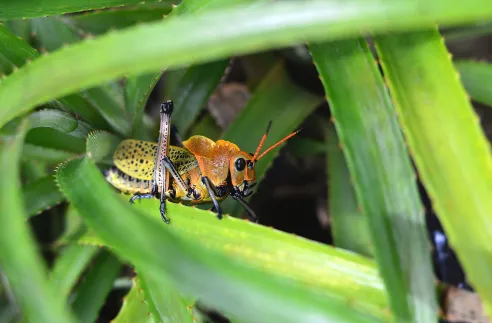 Reliable yard cleanup service for residential properties across North Palm Beach, FL - Crown Pest Management And Landscaping