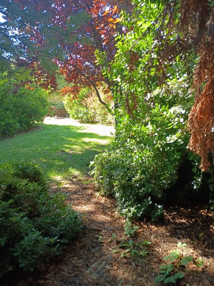 Affordable yard cleanup service in Sacramento, CA - Crown Royal Landscaping