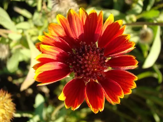 Crown Total Lawn Service Logo