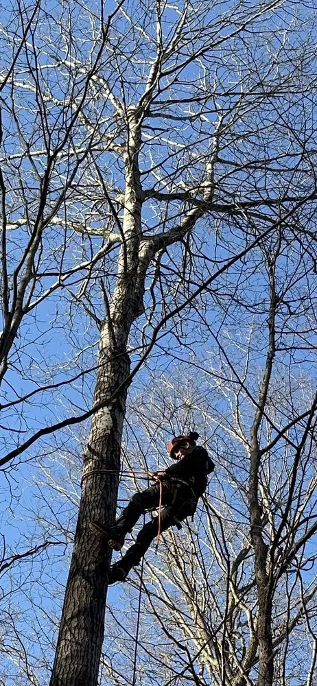 Local outdoor landscaping experts serving Lake Ann, MI - Crown Tree Works