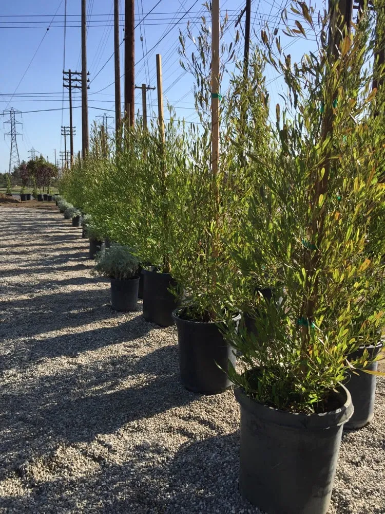 Expert lawn care service for year-round maintenance in Pasadena, CA by Crown Valley Nursery