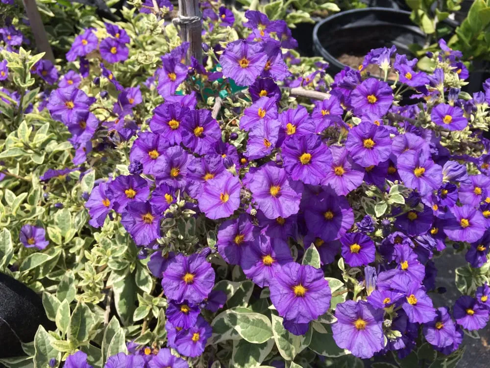 Custom lawn care service in Pasadena, CA - Crown Valley Nursery