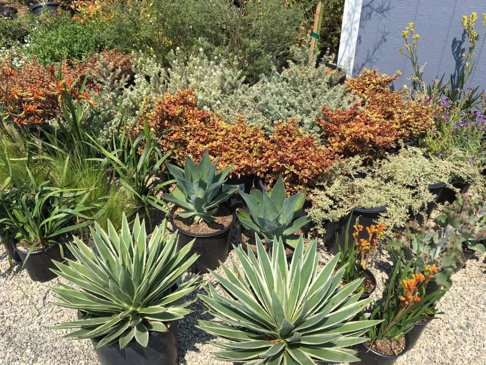 Professional yard maintenance in Pasadena, CA by Crown Valley Nursery