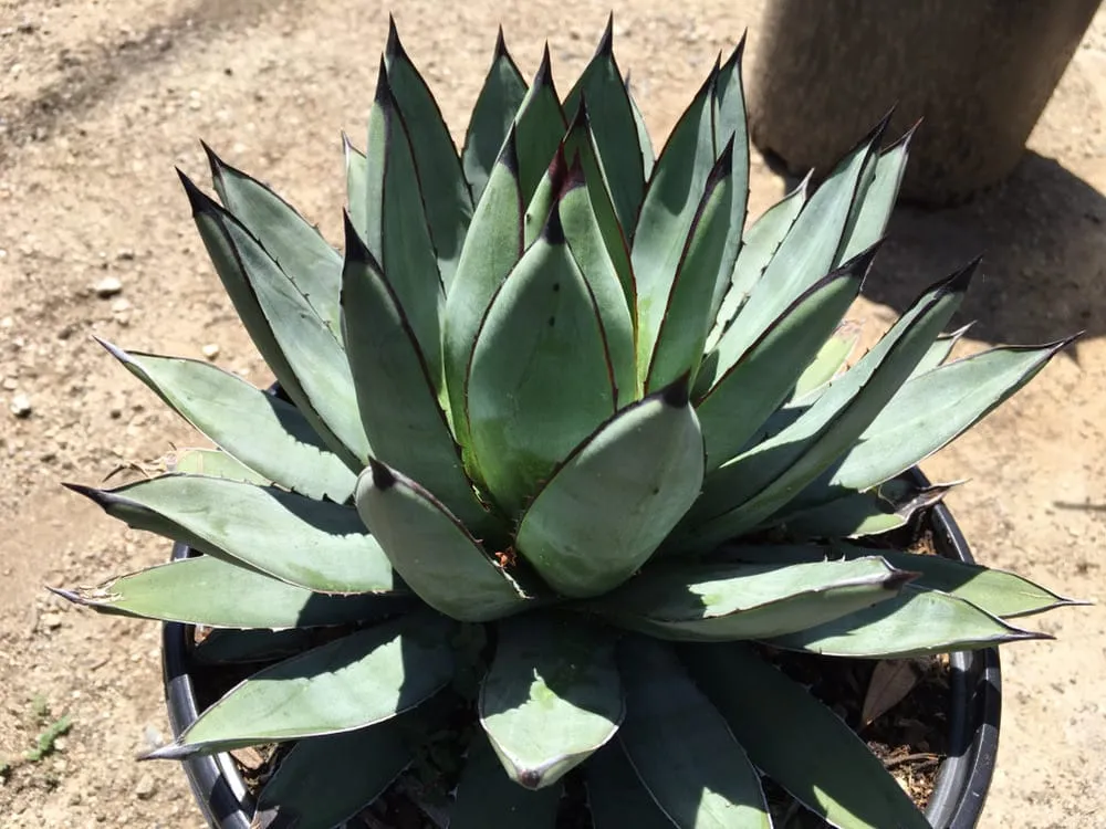 Custom landscaping services experts serving Pasadena, CA - Crown Valley Nursery