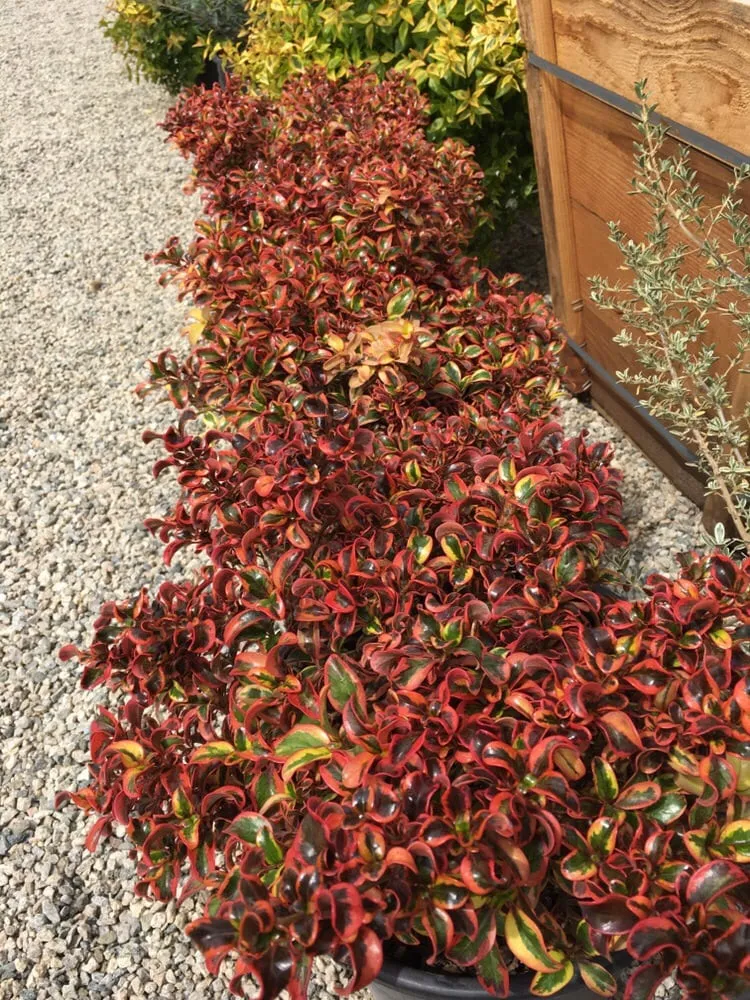 Professional lawn care service in Pasadena, CA - Crown Valley Nursery