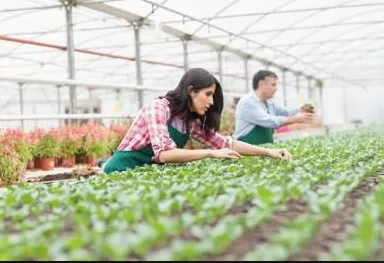 Trusted yard maintenance in Pasadena, CA - Crown Valley Nursery