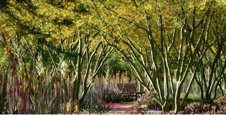 Reliable garden landscaping experts serving Pasadena, CA - Crown Valley Nursery