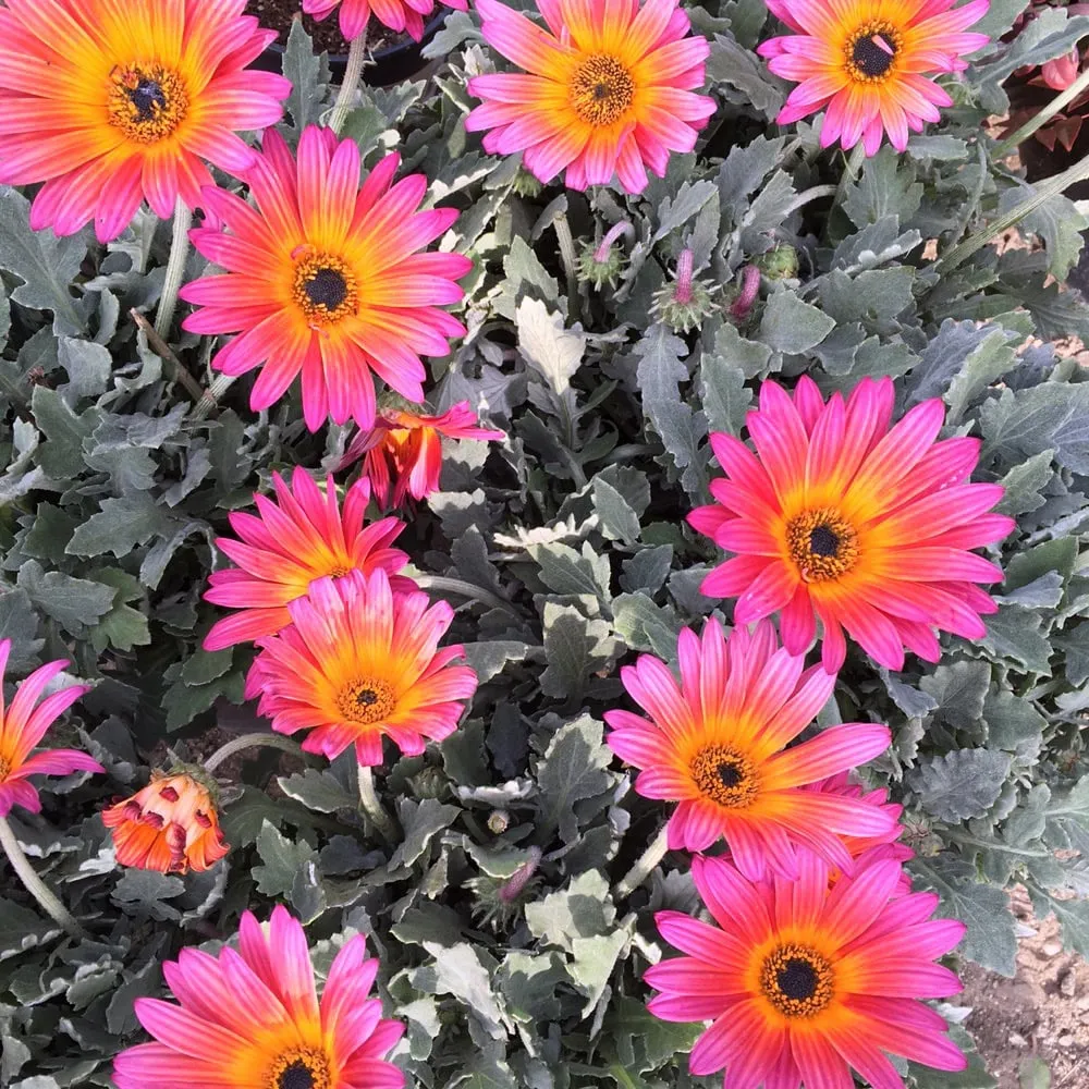 Reliable lawn mowing service for homes in Pasadena, CA by Crown Valley Nursery