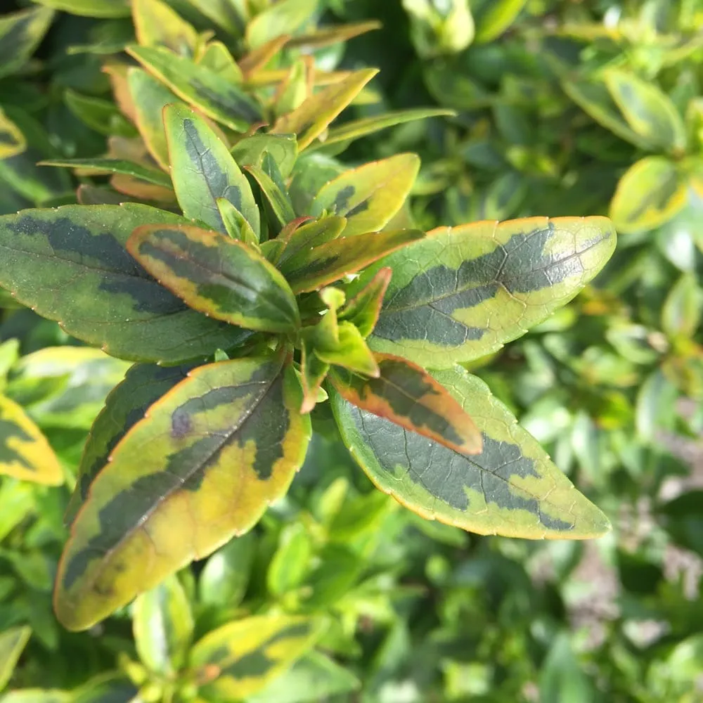 Reliable outdoor landscaping in Pasadena, CA - Crown Valley Nursery