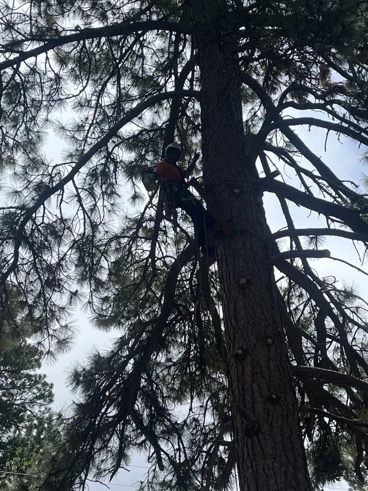 Expert landscape installation in Truckee, CA - CRP Home