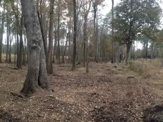 Reliable lawn care service experts serving Statesboro, GA - CRT Mulching