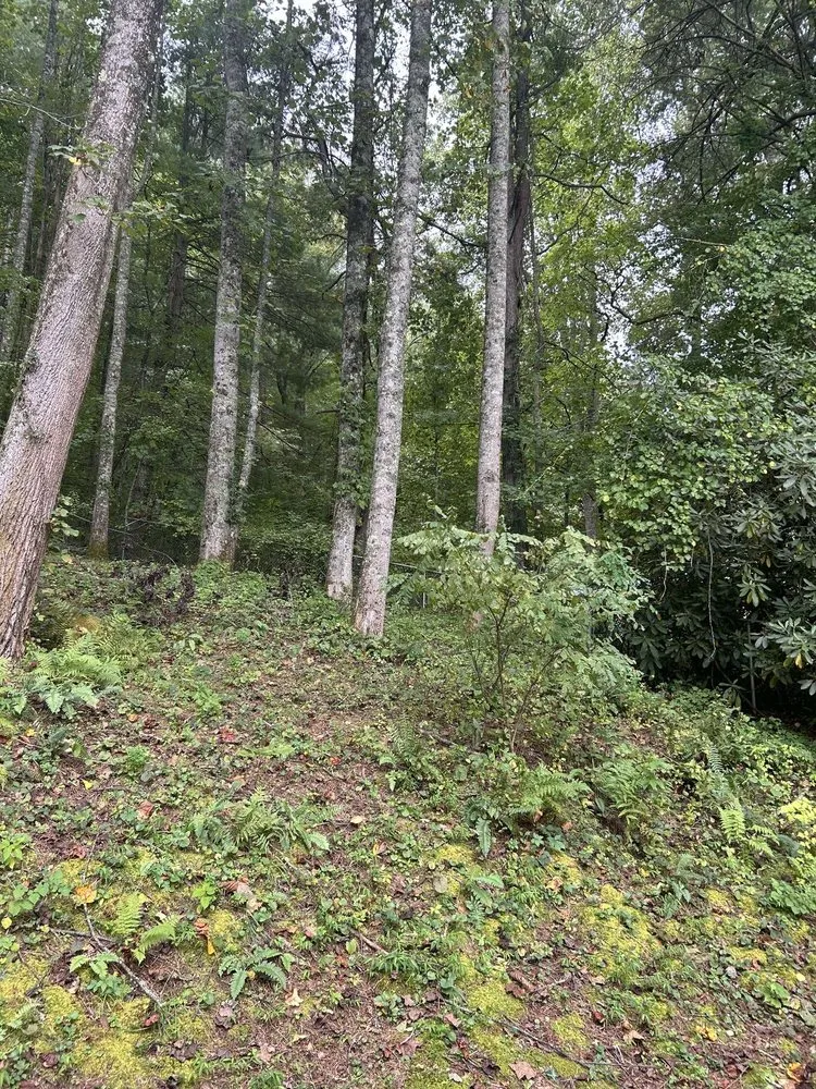 Trusted yard cleanup service in Hendersonville, NC by Crud Cleaners