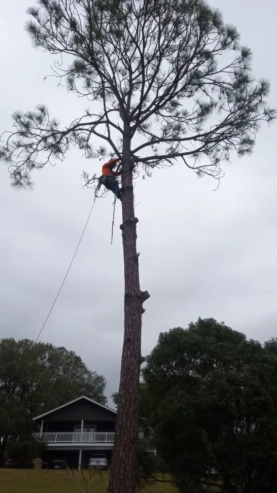 Trusted yard maintenance in Haines City, FL - Cruz & Cruz Professional Landscape Services