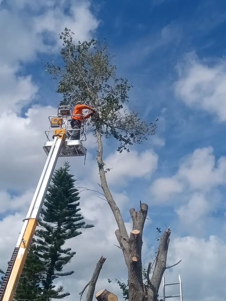 Custom landscaping services for year-round maintenance across Haines City, FL - Cruz & Cruz Professional Landscape Services