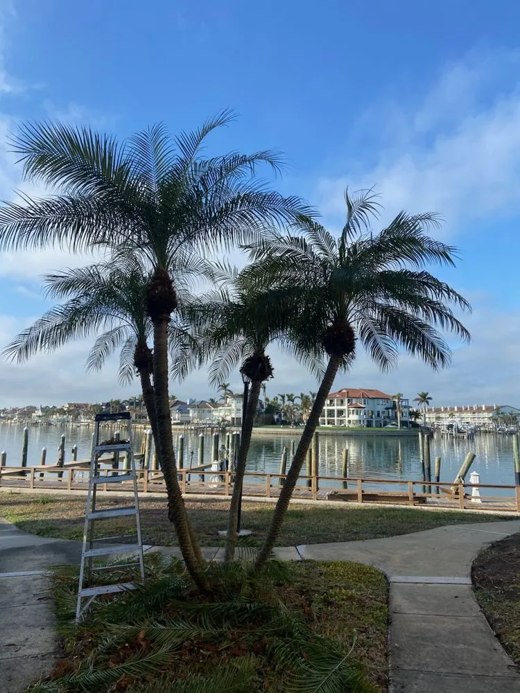 Reliable yard maintenance near you in Clearwater, FL by Cruz