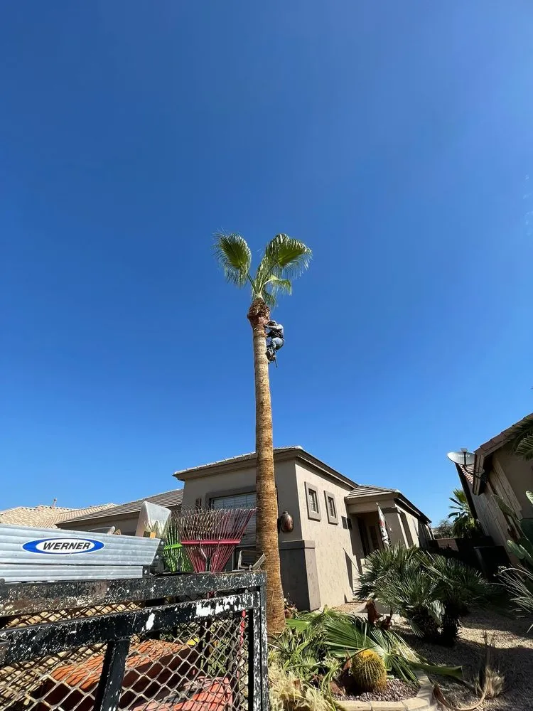 Top-rated yard maintenance for beautiful yards across Youngtown, AZ - Cruz Ladnscape