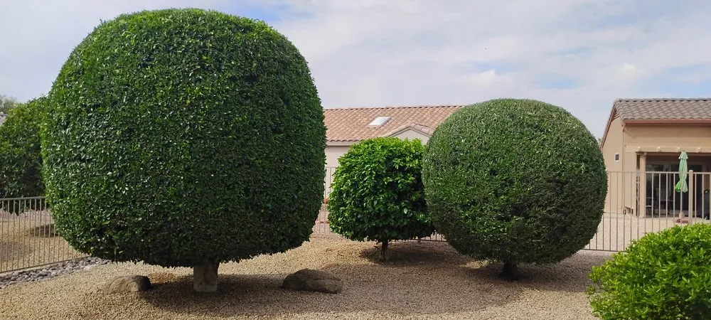 Trusted garden landscaping with custom design across Youngtown, AZ - Cruz Ladnscape