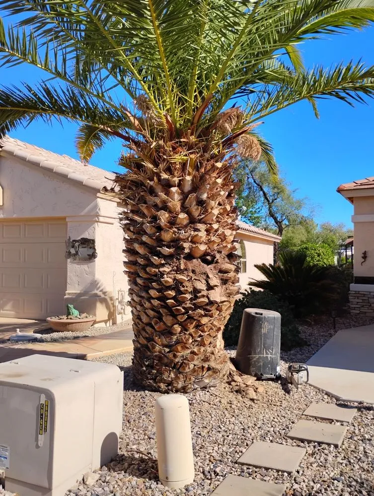 Top-rated garden landscaping in Youngtown, AZ by Cruz Ladnscape