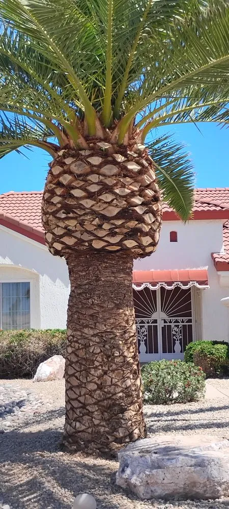 Trusted lawn mowing service experts serving Youngtown, AZ - Cruz Ladnscape