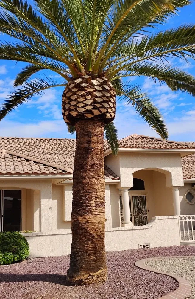 Professional outdoor landscaping for year-round maintenance across Youngtown, AZ - Cruz Ladnscape