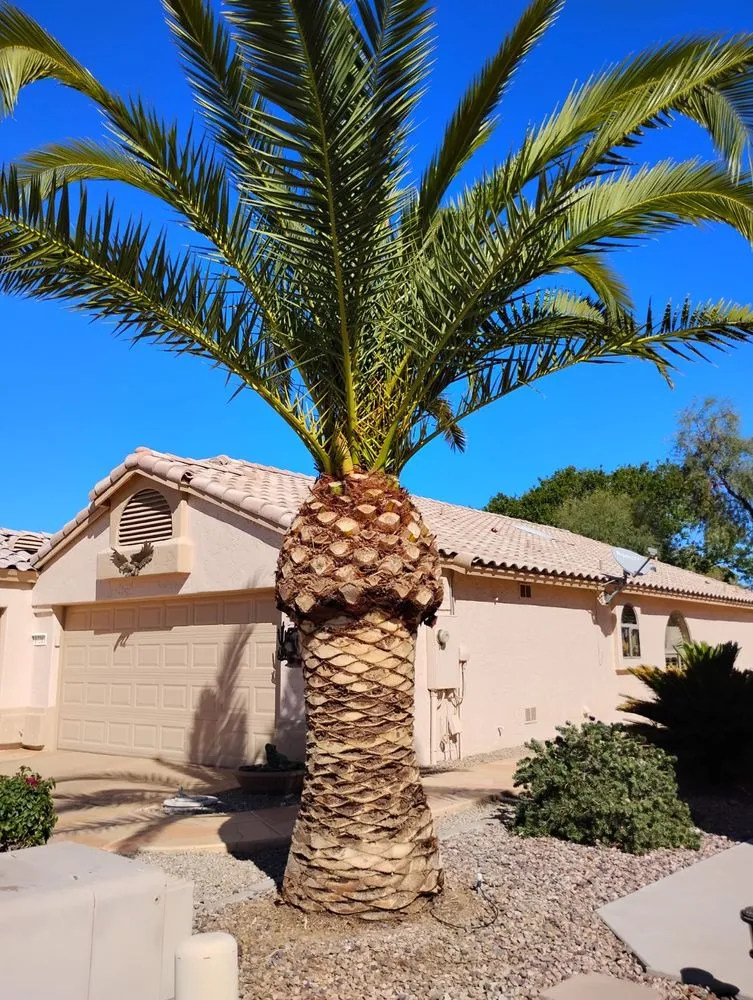 Professional lawn mowing service in Youngtown, AZ by Cruz Ladnscape