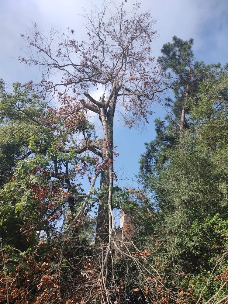 Reliable yard maintenance for residential properties across Houston, TX - Cruz Landscape And More