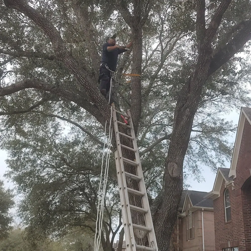 Trusted yard cleanup service in Houston, TX - Cruz Landscape And More